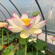4 เมล็ดพันธุ์ดอกบัว บัวสาย บัวหลวง พันธุ์นอก สายพันธุ์ Colorful Cloud สีชมพู ขาว อ่อนหวาน ปลูกประดับโต๊ะทำงาน เลี้ยงบัวในบ้าน Lotus Flower Plant Seeds