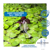 GIANT DUCKWEED ( SPIRODELA POLYRHIZA  ) FLOATING PLANT -  @betta @guppy @babyfry @aquascape @goldfis