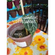 anthurium aka telinga gajah