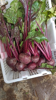 Buah Bit Root Fresh 500gr segar berkualitas