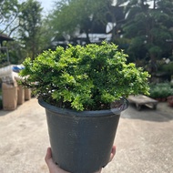 [Paling Horticulture Sdn Bhd] Murraya 九里香  | Murraya Paniculata Dwarf l Bonsai Outdoor