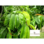 <Greenheavenz> Garcinia Atroviridis Fruit Tree Anak Pokok Buah Asam Gelugor 酸果皮