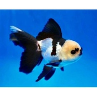 Ikan Hias Mas Koki Panda Goldfish Ikan Hias Aquarium Kolam
