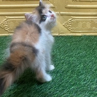 Kucing persian betina calico kitten