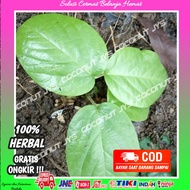 bibit singa depa asli-daun singa depa -bibit tanaman singa depa CCNHERBAL18