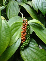 Paminta Black Peppercorns Native Piper nigrum Spices marcotted seedlings