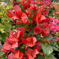 bibit bugenvil bunga red tumpuk