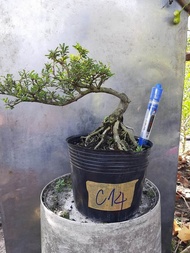 cây linh sam 86 bonsai để bàn đã tạo dáng