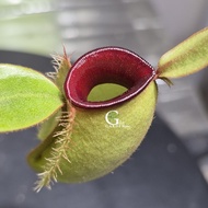 Nepenthes Ampullaria Hot Lips [Monkey Cup, Nepenthes][Carnivorous Plants][GILAGARDEN]