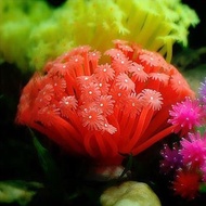 Simulation Sea Anemone Soft Silicone Coral Sea Anemone Sea Urchin Jellyfish Fish Tank Landscaping Aq