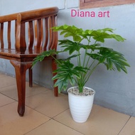 [FAT] MONSTERA LATEX#DAUN MONSTERA#MONSTERA PHILODENDRUM#MONSTERA