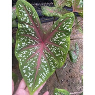 Keladi Caladium Red Star Keladi Kampung