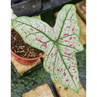 Caladium Raspberry Usa - Gnhorti