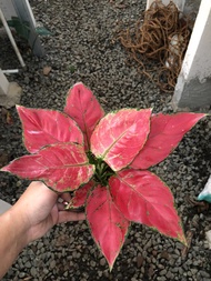 Tanaman hias aglaonema red anjamani