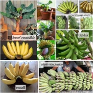 Pokok Pisang Rastali nipah tanduk dwarf cavendish tahi gajah jari buaya hitam balbisiana mahoi wild 