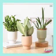 *SG* Morandi Ceramic Flower Pot Planter Pot with Saucer