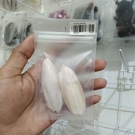 Cuttlefish bone hamster bite