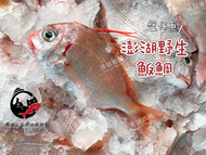 澎湖野生魬鯛魚【釣】單隻裝 日本血鯛 大尺寸 盤仔魚