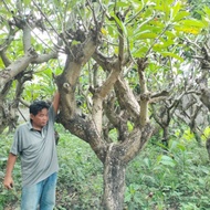 pohon kamboja fosil/ kamboja fosil purba/pohon kamboja