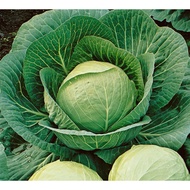 20pcs Biji Benih Kubis Kubis Bulat Tropika | Tropical Round Cabbage Seed