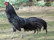 TELUR AYAM HIAS BLACK SUMATRA ASLI FERTIL DIJAMIN MENETAS