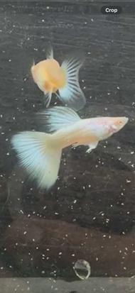 Albino full platinum white guppy