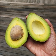 Anak Pokok Avocado Mentega/Buccaneer
