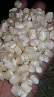 Jagung Putih Pipil Kering 500 Gram