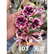 CyL803 无虑 carefree2 adenium803
