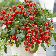 30 Red Dwarf Cherry Tomato Seeds