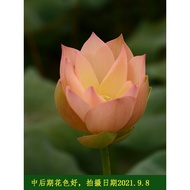 [Apricot Spring Shirt] Bowl Lotus Utopia-Medium Large Potted Plant Pond Plant Aquatic Flowers Orname