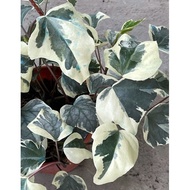 MC - HEDERA HELIX VARIEGATA ‘ English Ivy ‘ | Live Plant