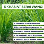 Benih pokok herba serai wangi / daun serai wangi / batang serai wangi