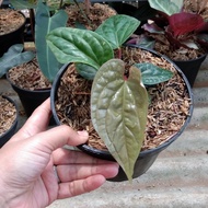 Anthurium sirih daun besar