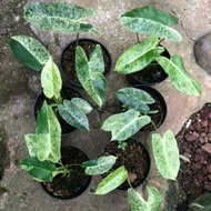 philodendron burle marx mint 2