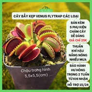 Clip Trap Tree, Prey Catching Tree, Venus Flytrap Meat Tree Assorted I Ba Tri Small