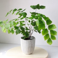 植栽 盆栽 l 祕魯銀幣鐵線蕨 葉片美翻 室內植物 辦公室盆栽