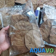 15x DAUN KETAPANG/Terminalia Cattapa/Indian Almond Leaves untuk Ikan Laga/Guppy/ Lobster/Akuarium air tawar