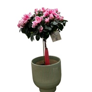 CNY Holland Azalea/Rhododendron on stem with pot 鸿福吉祥