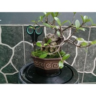 Bonsai Beringin Dolar/beringin dolar on the rock