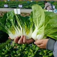 Short Short Feet Yellow Cabbage Seeds 10g Yellow Heart Cabbage Seeds Small Cabbage Seeds Vegetable S
