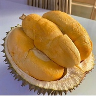 Pokok Durian Duri Hitam/Orche/Black Thorn D200 Saiz Besar