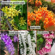Pokok Bunga Sand Paper Vine SPV Hibrid putih guinea vine tecomanthe tecomante flame vine australian 