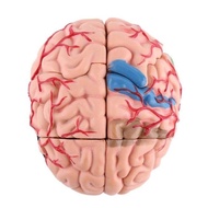 Brain Anatomy Model Human Body Anatomy Human Body Anatomy Toy