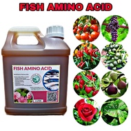 [2 Liter] Mol Ikan/Fish Amino Acid (FAA) Pertanian/Baja Buah, Baja Subur/Baja Ikan