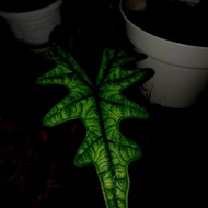 alocasia jacklyn