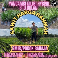 (FELDA,FGV)  *YANGAMBI ML161 HYBRID 9-15 BULAN*  (ANAK SAWIT)(BAKA SAWIT)(ANAK POKOK)