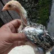 Anakan Ayam Shamo Japan Jantan 3warna Tulangan Besar