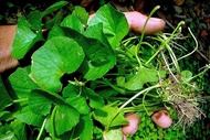 Indian pennywort herbs seed- biji benih pegaga-