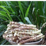 Benih Napier Pandan / Dwarf Napier 1KG